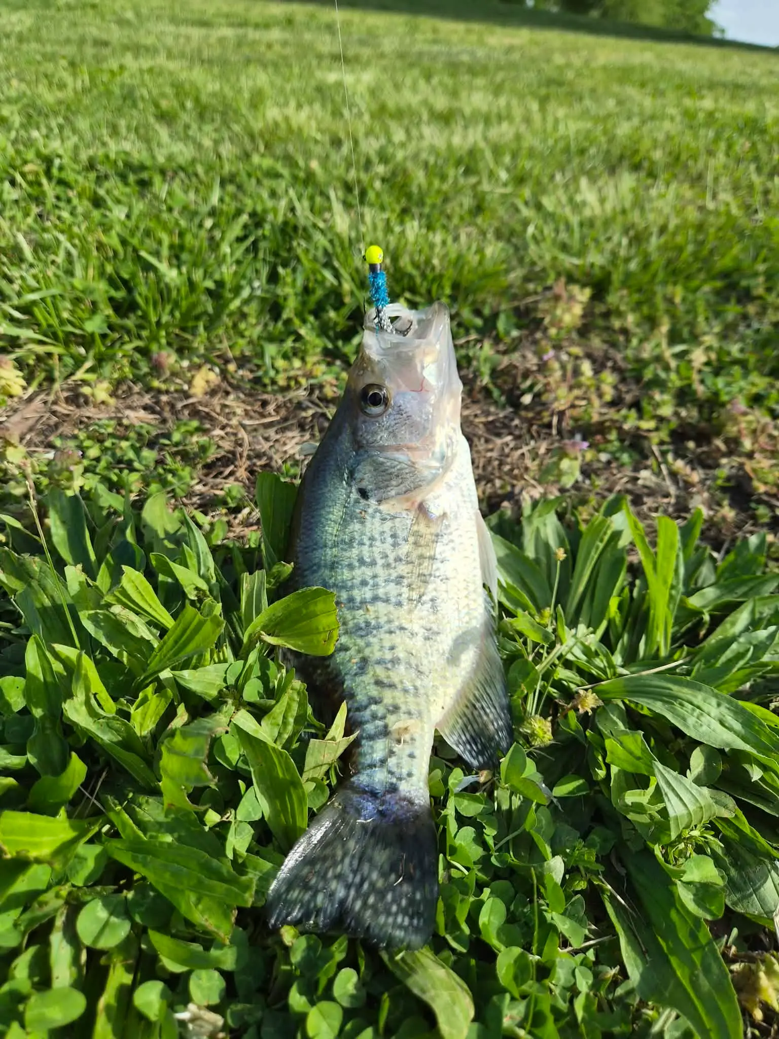 Bass caught using a Davis Custom Jig